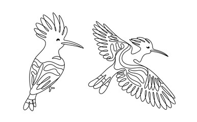 Hoopoe. Bird with crest