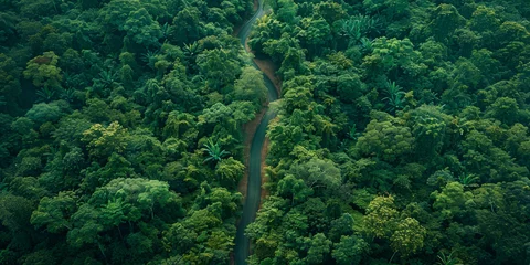 Photo sur Plexiglas Rivière forestière A river meanders through a dense, verdant forest, surrounded by towering trees and vibrant vegetation.
