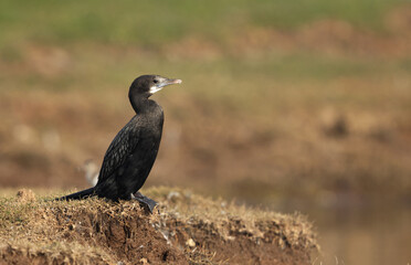 Closeup of a Little cormorant at Bhigwan bird sanctuary, Maharashtra