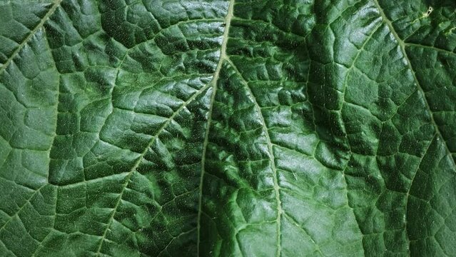 Green leaf of zucchini plant with streaks and vein close-up. Natural abstract. Textured background. High quality 4k footage
