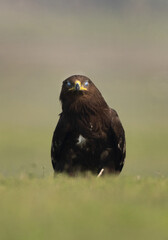 Greater spotted eagle with closed nictitating eyelid at Bhigwan bird sanctuary, Maharashtra