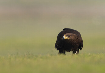 Greater spotted eagle on ground at Bhigwan bird sanctuary, Maharashtra