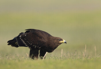Closeup of a Greater spotted eagle percehd on ground, Bhigwan bird sanctuary, Maharashtra