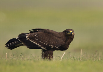 Greater spotted eagle alert at Bhigwan bird sanctuary, Maharashtr