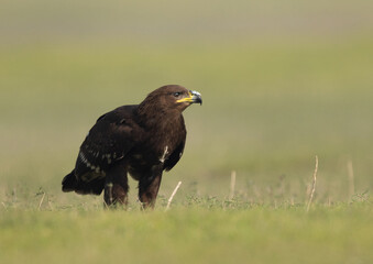 Greater spotted eagle feeding, Bhigwan bird sanctuary, Maharashtra