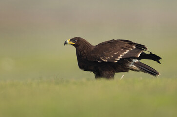 Greater spotted eagle shaking its wing, Bhigwan bird sanctuary, Maharashtra