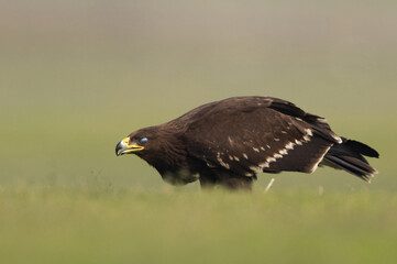 Closeup of a Greater spotted eagle with closed nictitating eyelid at Bhigwan bird sanctuary,...