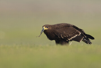Closeup of a Greater spotted eagle eating a fish at Bhigwan bird sanctuary, Maharashtra