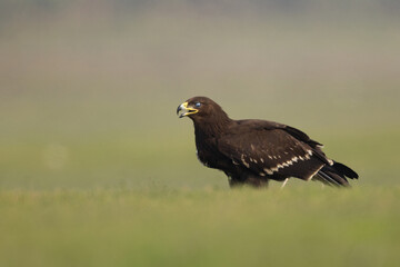 Greater spotted eagle perched on ground with closed nictitating eyelid at Bhigwan bird sanctuary, Maharashtra