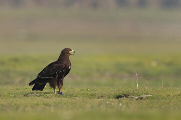 Greater spotted eagle with a prey at Bhigwan bird sanctuary, Maharashtra