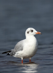 Fototapeta premium Portrait of a Brown-headed gull, Bhigwan bird sanctuary, India