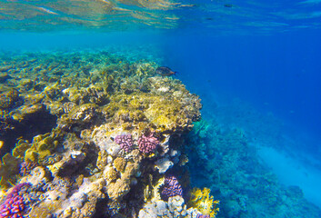 Naklejka na ściany i meble beautiful background with coral reef and fish in the red sea in egypt sharm el sheikh