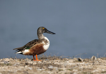 Northern Shoveler perched on ground at Bhigwan bird sanctuary, India