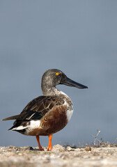 Northern Shoveler at Bhigwan bird sanctuary, India