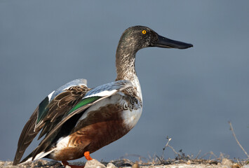 Northern Shoveler ready to takeoff at Bhigwan bird sanctuary, India