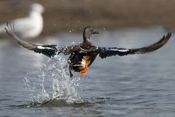 Northern Shoveler takeoff at Bhigwan bird sanctuary, India