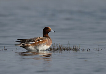 Beautiful Eurasian wigeon at Bhigwan bird sanctuary, Maharashtra