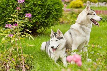 Two husky dogs on green grassy lawn in summer park