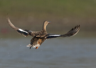 Northern Shoveler in flight at Bhigwan bird sanctuary, India