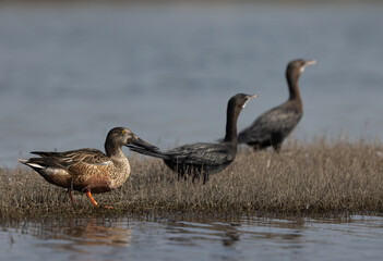 Northern Shoveler and little cormorants at the backdrop at Bhigwan bird sanctuary, India
