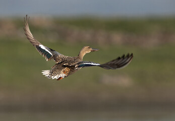 Northern Shoveler flying  at Bhigwan bird sanctuary, India