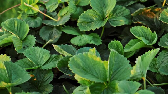 Lots of strawberry bushes with mustache in a high wooden bed in sunny evening light. Cultivated daughter plants. Leaves background close-up. Home gardening. Green healthy garden. High quality 4k