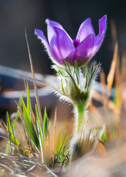 Pasqueflower. Beautiful blue flower of greater pasque flower or pasqueflower on the meadow, in latin pulsatilla grandis