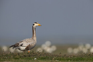 A pair of Bar-headed goose at Bhigwan bird sanctuary, India
