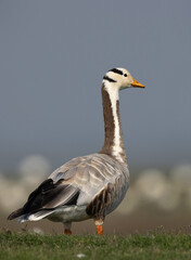 Portrait of a Bar-headed goose at Bhigwan bird sanctuary, India
