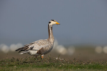 Portrait of a Bar-headed goose on green at Bhigwan bird sanctuary, India