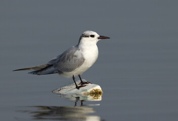 Portrait of a  Whiskered tern perched on a float at Bhigwan bird sanctuary, India