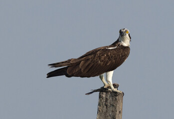 Osprey getting alert with a fish catch at Bhigwan bird sanctuary, Maharashtra