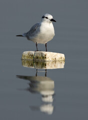 A Whiskered tern perched on a float at Bhigwan bird sanctuary, India