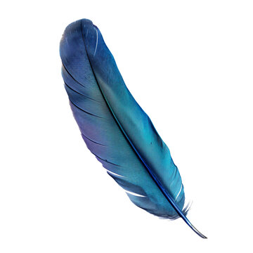 Thunderbird Feather, transparent background, isolated image, generative AI