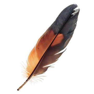 Thunderbird Feather, transparent background, isolated image, generative AI