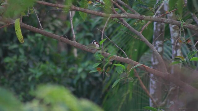 bird, nature, animal, wildlife, branch, wild, beak, tree, birds, avian, sparrow, green, small, wing, feathers, feather, songbird, titmouse, flycatcher, tufted, black, fauna, sitting, brown, robin