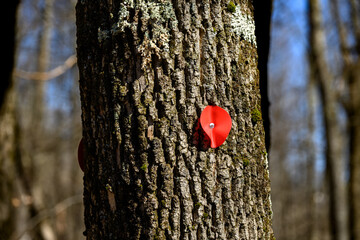 Naklejka premium A red circular piece of weather-resistant material is nailed to a tree to designate the Red Trail at this nature park in Windsor in Upstate NY. Love well marked trails in the Woods!