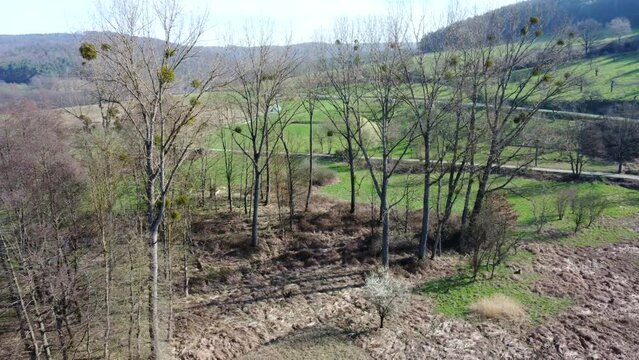 Drohne fliegt &uuml;ber vielf&auml;ltiges Feuchtgebiet mit Pappeln, Erlen, Schilf und T&uuml;mpeln, Luftaufnahme
