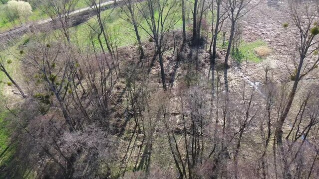 Drohne fliegt &uuml;ber vielf&auml;ltiges Feuchtgebiet mit Pappeln, Erlen, Schilf und T&uuml;mpeln, Luftaufnahme