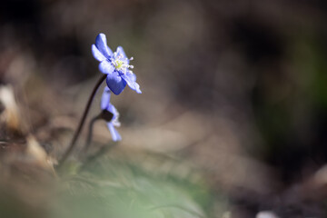 Violet blue flowers in dark forest. First wildflowers on spring time. Natural background