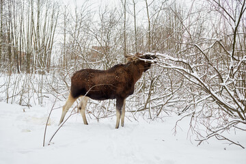 Elk feeds with branches of bushes and trees in winter park