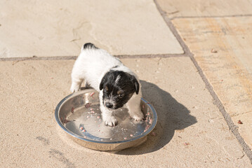 4,5 week old jack russell puppy dogs eating greedily from metal bowl with meat mush