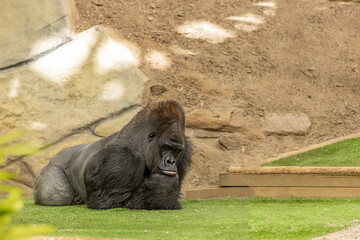 Male Silverback gorilla resting on grass in a zoo; large black captive Silverback relaxing in a zoo enclosure