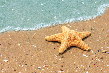 Fototapeta na wymiar Summer concept close up of a golden starfish lying on sand with shallow sparkling turquoise sea.