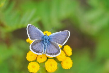 Silver-studded Blue, Plebejus argus,  beautiful blue butterfly sits on the yellow flower. Insect in the nature habitat. Spring in the meadow. European wildlife, Czech republic.