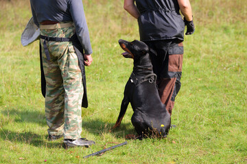 Two men is dog trainer stand with doberman pinscher on grass