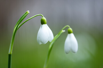 Two white snowdrop flowers on green spring meadow forest closeup. Macro nature photography