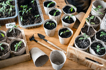 Tomato and pepper seedlings in peat cups. Preparing plants for growing in open ground. Home gardening concept