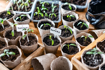 Tomato and pepper seedlings in peat cups. Preparing plants for growing in open ground. Home gardening concept - 751620237