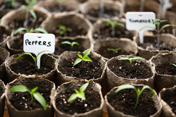 Tomato and pepper seedlings in peat cups. Preparing plants for growing in open ground. Home gardening concept - 751620409